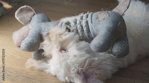 Maltipoo Puppy Playfully Fighting with Soft Toy