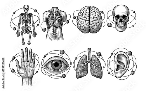 Vintage anatomy art: human body and organ diagrams with atom orbits in detailed engraving style