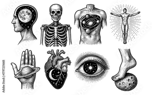 Vintage cosmic anatomy: celestial connections in engraved art