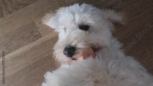 Maltipoo Puppy Rolling and Playing on Back with Toy