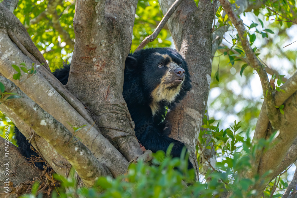 Naklejka premium Andean bear cub in tree