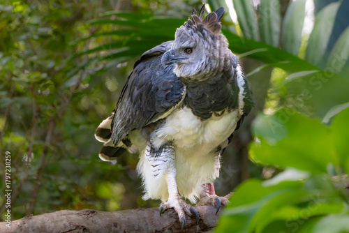 Konstfotografi eagle harpy