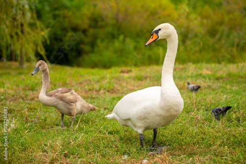 A close-up of a swan walking in a meadow. Nesting waterfowl. A flock of swans strolls across the green grass.