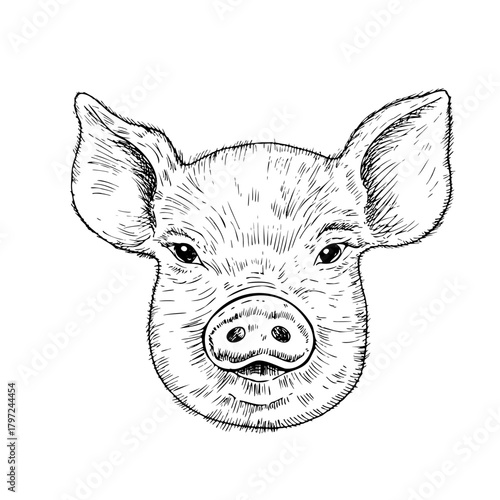 Vector pig head with horns. Graphic ink Pork meat illustration, isolated on background. Hand drawn line sketch. For designers, prints, logo, icon, menu, postcards, holiday, covers