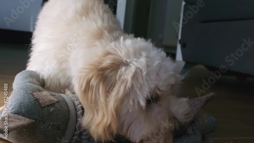 Maltipoo Puppy Playing with Plush Toy Low-Angle Video