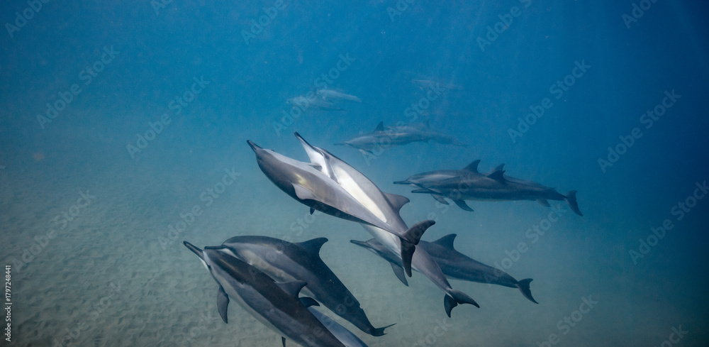 Obraz premium Underwater shot of pod of dolphins swimming in blue ocean