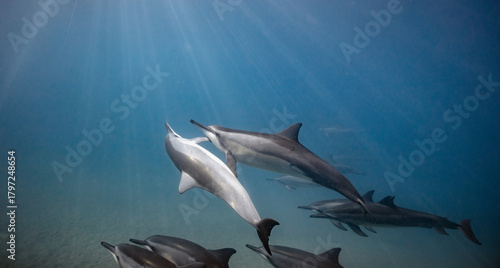Underwater shot of pod of dolphins swimming in blue ocean