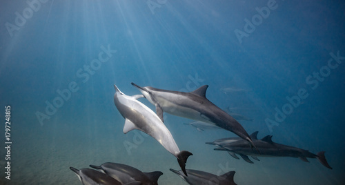 Underwater shot of pod of dolphins swimming in blue ocean