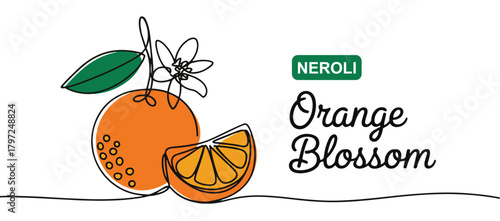 Neroli orange blossom illustration continuous line drawing with color accents isolated on white background