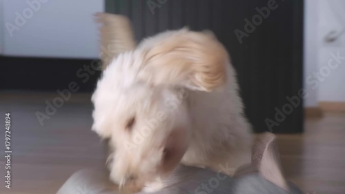 Close-up Portrait of Maltipoo Puppy Resting with Toy
