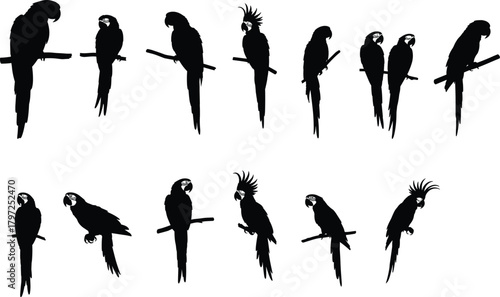 Parrot silhouettes perched on branches, species variation vector, feather posture study, black white contrast, cad drawing flat vector illustration