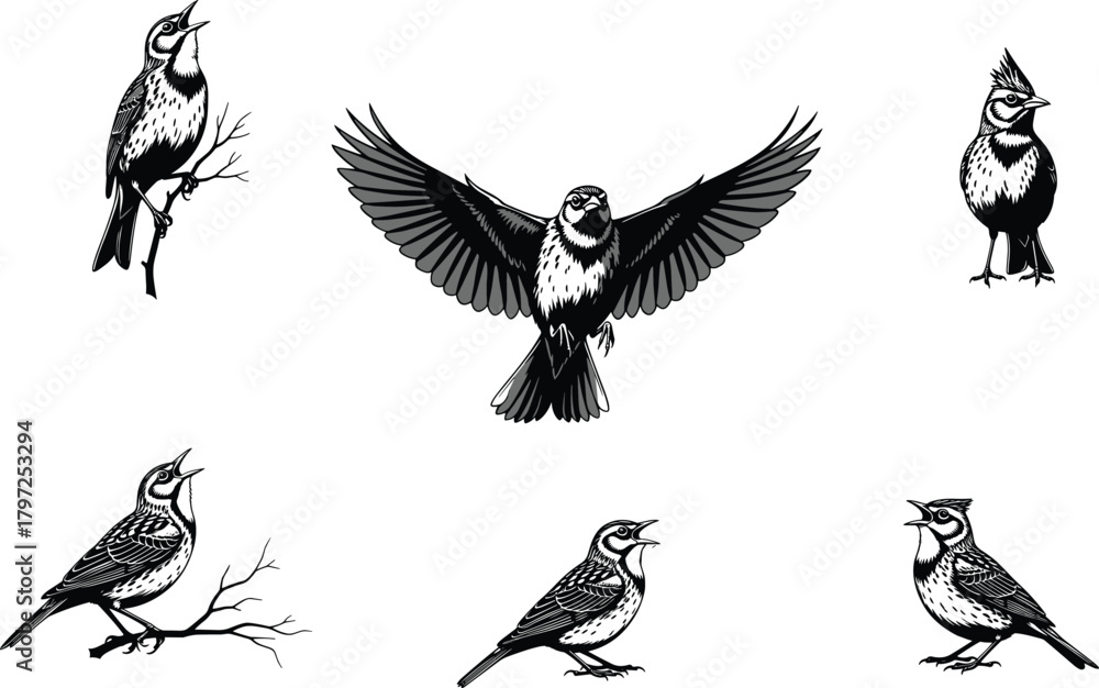 Obraz premium Stylized birds in various poses, perched and flying silhouettes, feather detail vector, black white contrast, cad drawing flat vector illustration