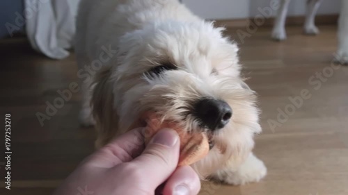 Maltipoo Puppy Playing Tug-of-War with Owner and Plush Toy