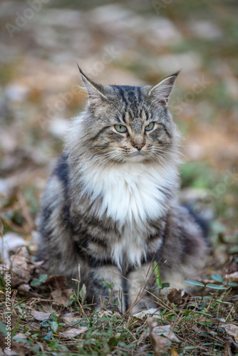 Canvas Print Very cute pet kittens in the wild