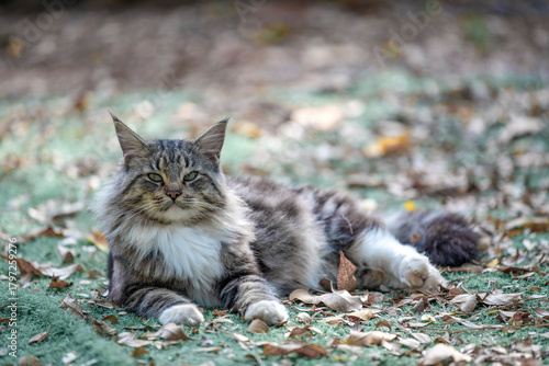 Photography Very cute pet kittens in the wild
