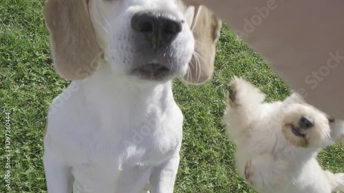 Close-up POV of Beagle Being Fed Treats by Owner Outdoors