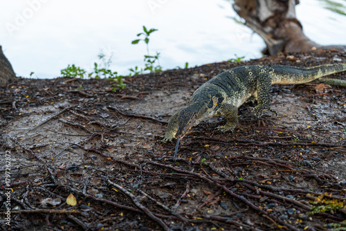 Monitor Lizards at Lumpini Park – Urban Wildlife in the Heart of Bangkok, Thailand  | Southeast Asia Documentary Photography