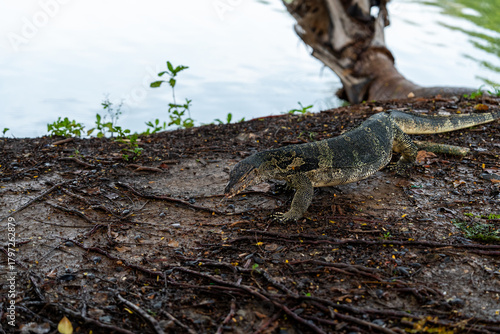 Monitor Lizards at Lumpini Park – Urban Wildlife in the Heart of Bangkok, Thailand  | Southeast Asia Documentary Photography