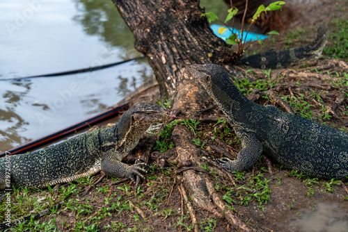 Monitor Lizards at Lumpini Park – Urban Wildlife in the Heart of Bangkok, Thailand  | Southeast Asia Documentary Photography