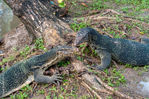 Monitor Lizards at Lumpini Park – Urban Wildlife in the Heart of Bangkok, Thailand  | Southeast Asia Documentary Photography