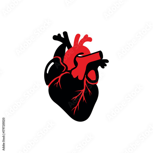 Human Heart Anatomy Artery Vein Black Red Color on White Background