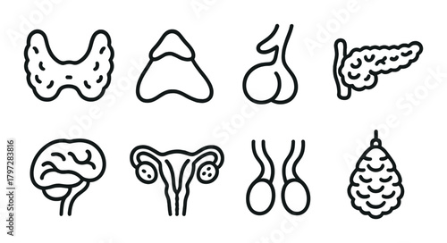 Endocrine system: icons of glands including thyroid, brain, and pancreas