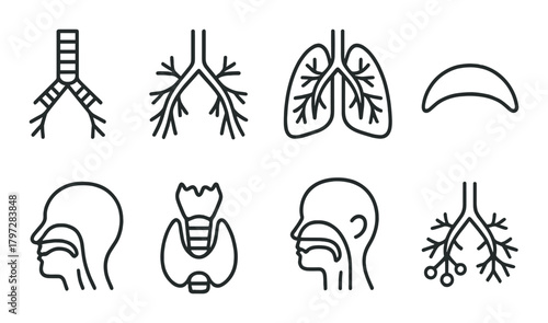 Human respiratory system diagram – lungs, trachea, pharynx, bronchi, alveoli, diaphragm anatomy