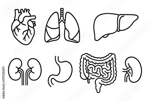 Illustration of human organs: heart, lungs, liver, kidneys, stomach, intestines