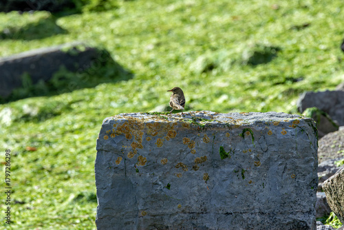 Photography Juvenile Rock Pipit (Anthus petrosus) on Bull Island Dublin