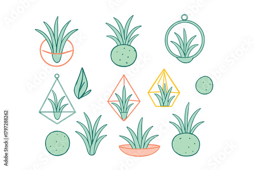 Stylized collection of air plants and succulents displayed in geometric terrariums and simple pots with doodle lines