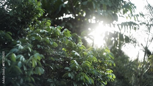 Sunlight streams through the green leaves and branches of a tree in a forest, highlighting the natural beauty of the spring foliage and woodland environment