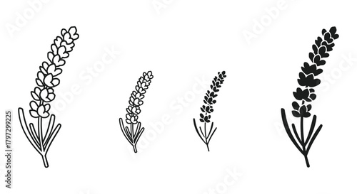 Minimalist lavender flower sprigs vector set. hand-drawn outline and solid fill graphic elements collection.