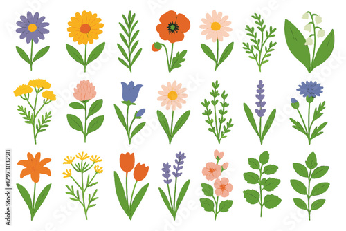 Colorful spring and summer wild flowers and garden plants with green leaves collection