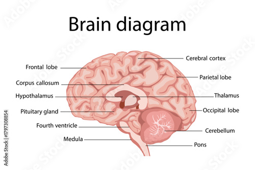 Human brain anatomy. Lateral view. Medical education plan.
