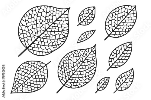 Repeating pattern of detailed leaf skeletons showing intricate natural vein structure