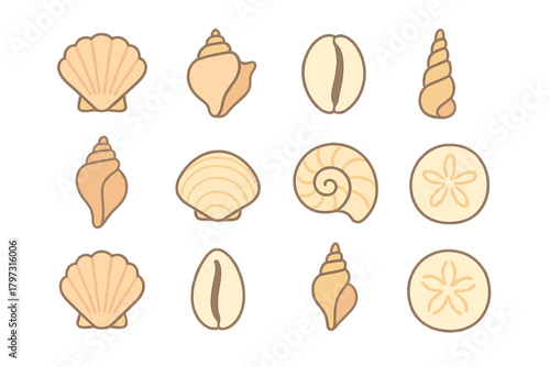 Beige and brown marine seashells and sand dollars collection on white background
