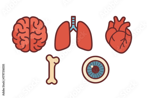 Stylized human anatomy icons set featuring internal organs brain heart lungs bone and eye