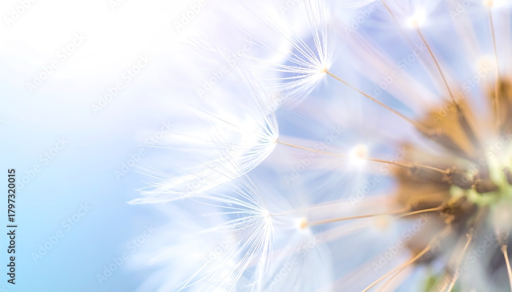 Obraz premium Close-up showcases a fluffy dandelion head against a soft blue and white gradient background. Delicate seeds drift in view