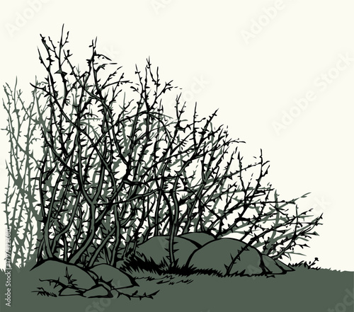 Vector drawing. The thorn bushes