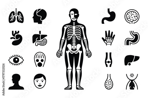 Human anatomy icons skeleton organs body parts human body lungs