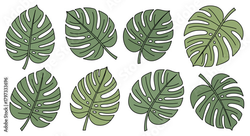 Illustration of eight monstera leaves, each with unique shapes and patterns of fenestrations, arranged in two rows on a white background.