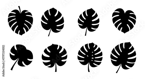 Silhouette illustration of eight Monstera leaves with various shapes and cut patterns.