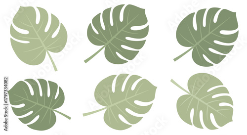 Illustration of six Monstera leaves in various orientations, showcasing their distinctive split leaf pattern.
