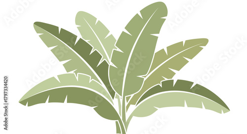 Illustration of a banana plant with large green leaves, showcasing its tropical nature and lush foliage.