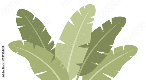Illustration of a cluster of banana leaves in shades of green.