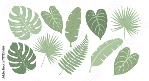 Illustration of various green tropical leaves, including monstera, palm, fern, and banana leaves, arranged on a white background.