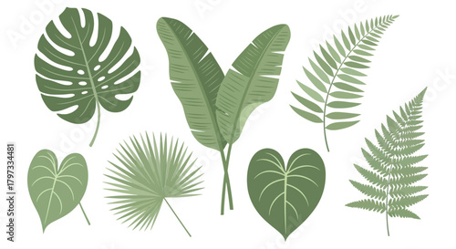 Illustration of various tropical leaves, including monstera, banana, fern, and heart-shaped leaves, arranged in a decorative display.