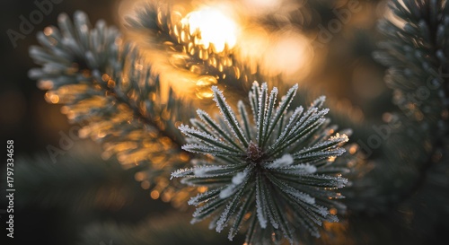 Macro Icy Pine Needles Sparkling in Winter Sunlight with Soft Golden Bokeh, Frosted Details and Cinematic Cold Season Atmosphere Perfect for Nature Backgrounds and Seasonal Winter Content