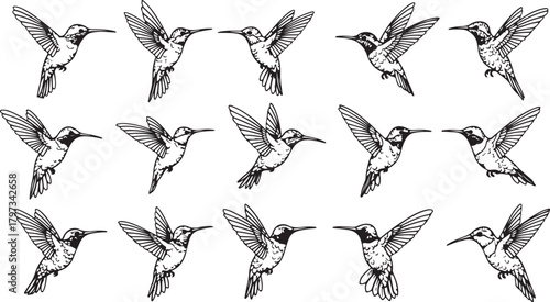 Fifteen Black Outline Hummingbirds in Flight on White Background flying