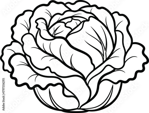 Cabbage vegetable outline drawing, fresh food ingredient icon